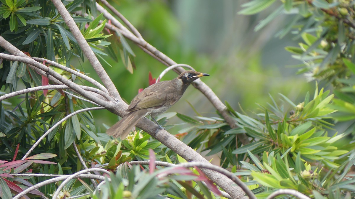 Bridled Honeyeater - ML609733481