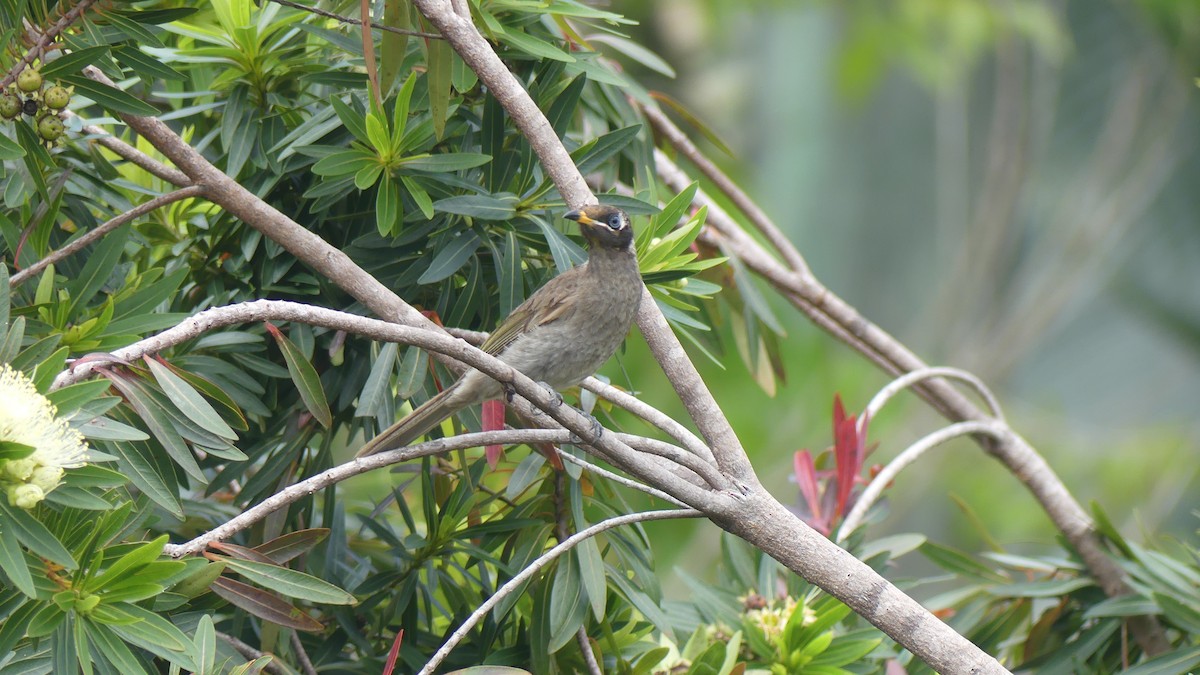 Bridled Honeyeater - ML609733482