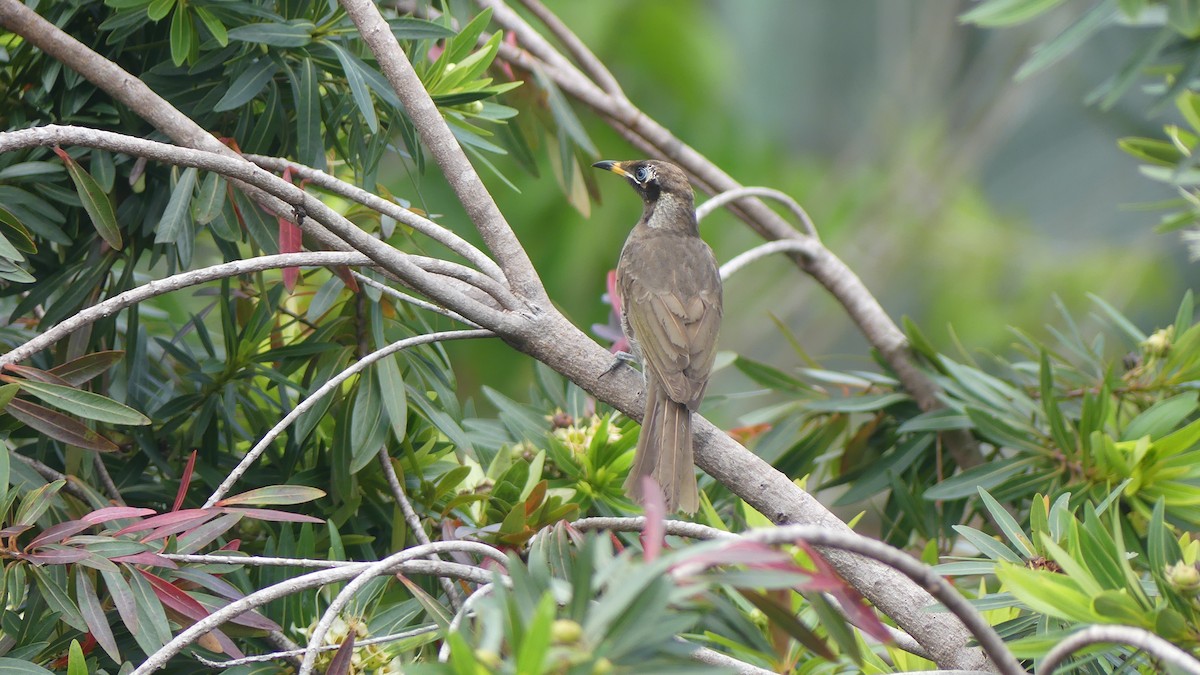 Bridled Honeyeater - ML609733483