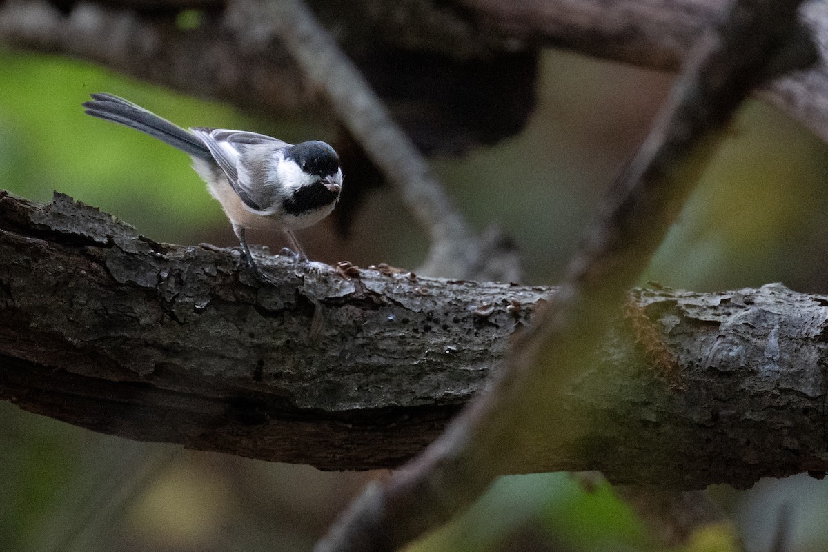 Black-capped Chickadee - ML609733508