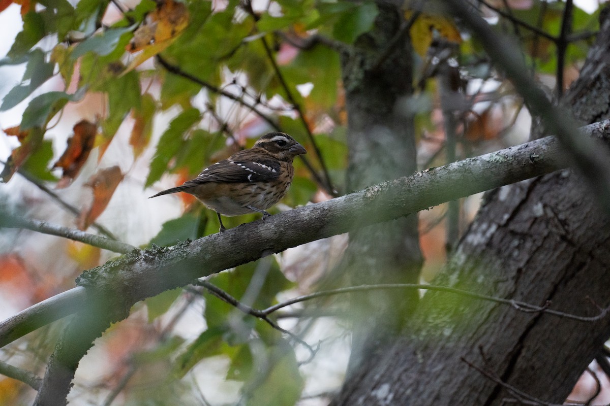 Rose-breasted Grosbeak - ML609733514