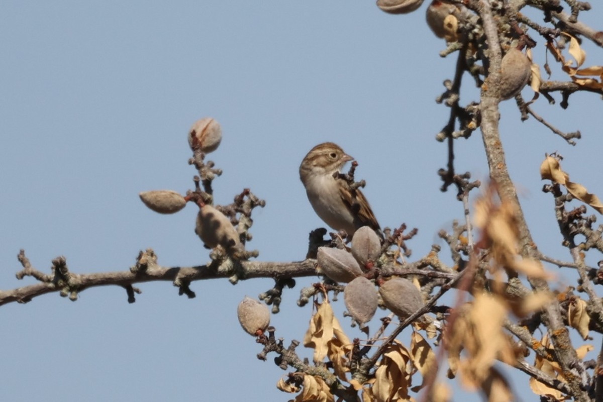 Brewer's Sparrow - Harold Reeve