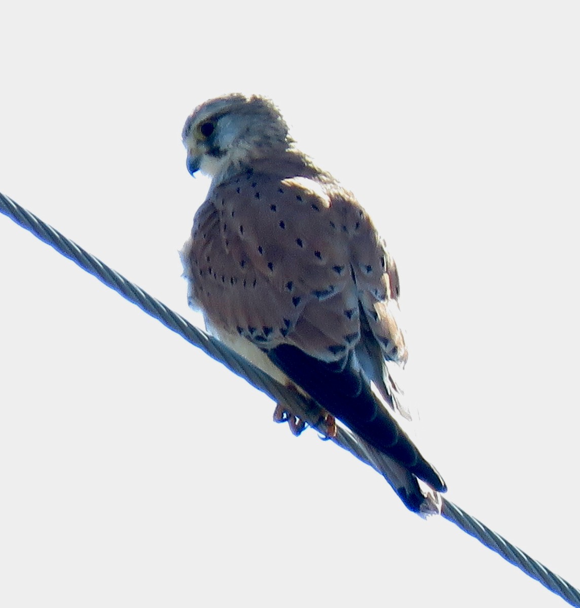 Nankeen Kestrel - ML609733641