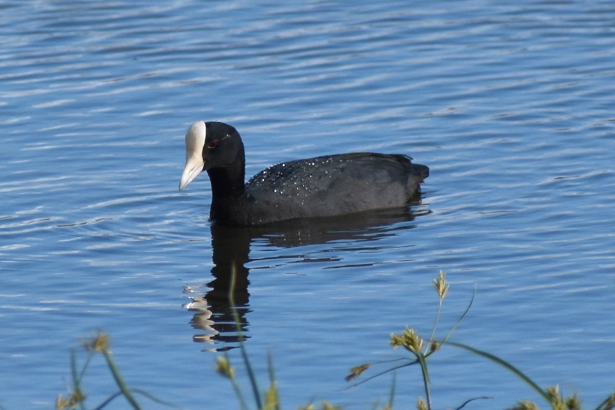 Foulque des Hawaï - ML609733690