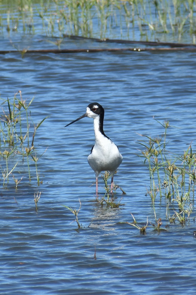 Black-necked Stilt - D K