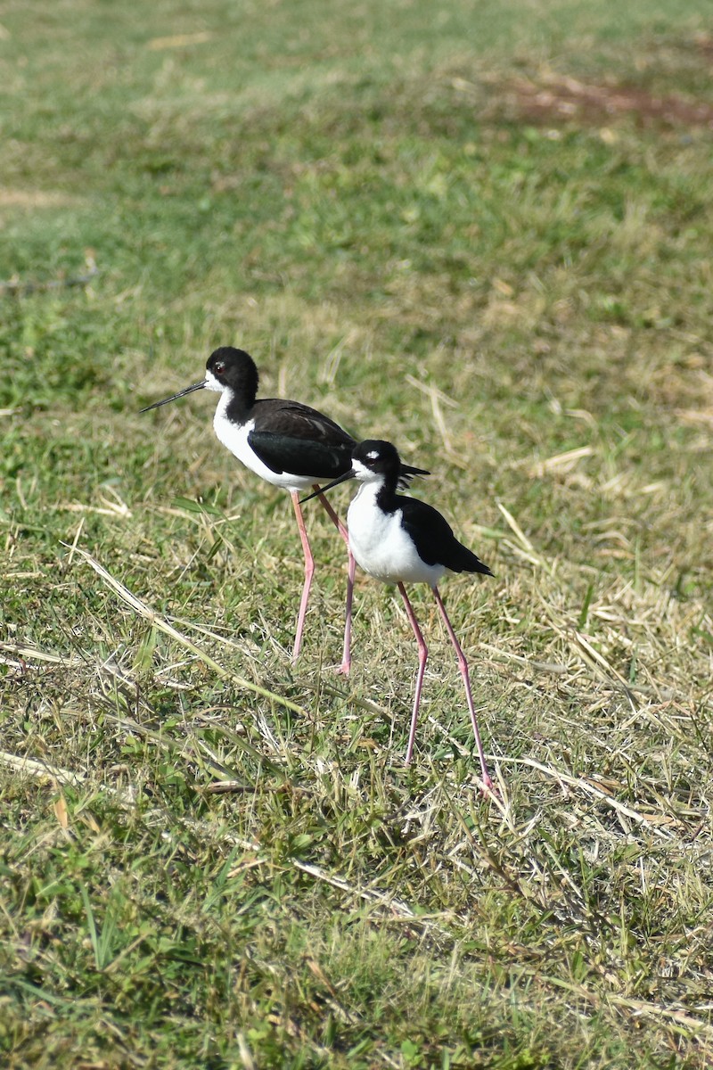 Black-necked Stilt - ML609733700