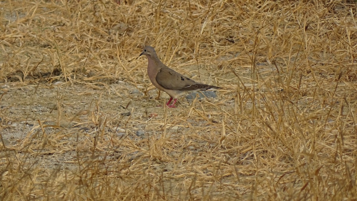 Eared Dove - Alfredo La Rosa La Rosa