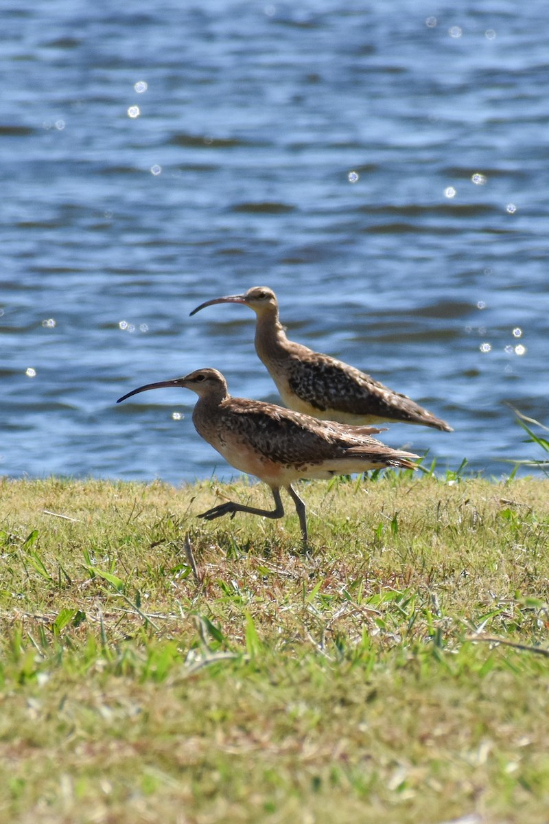 Bristle-thighed Curlew - D K