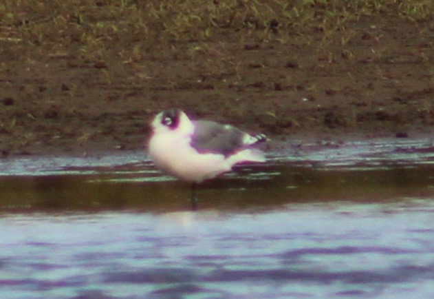 Franklin's Gull - ML609733998