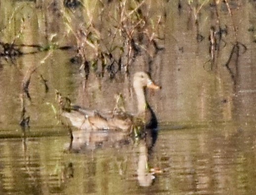 Gadwall - Jason C. Martin