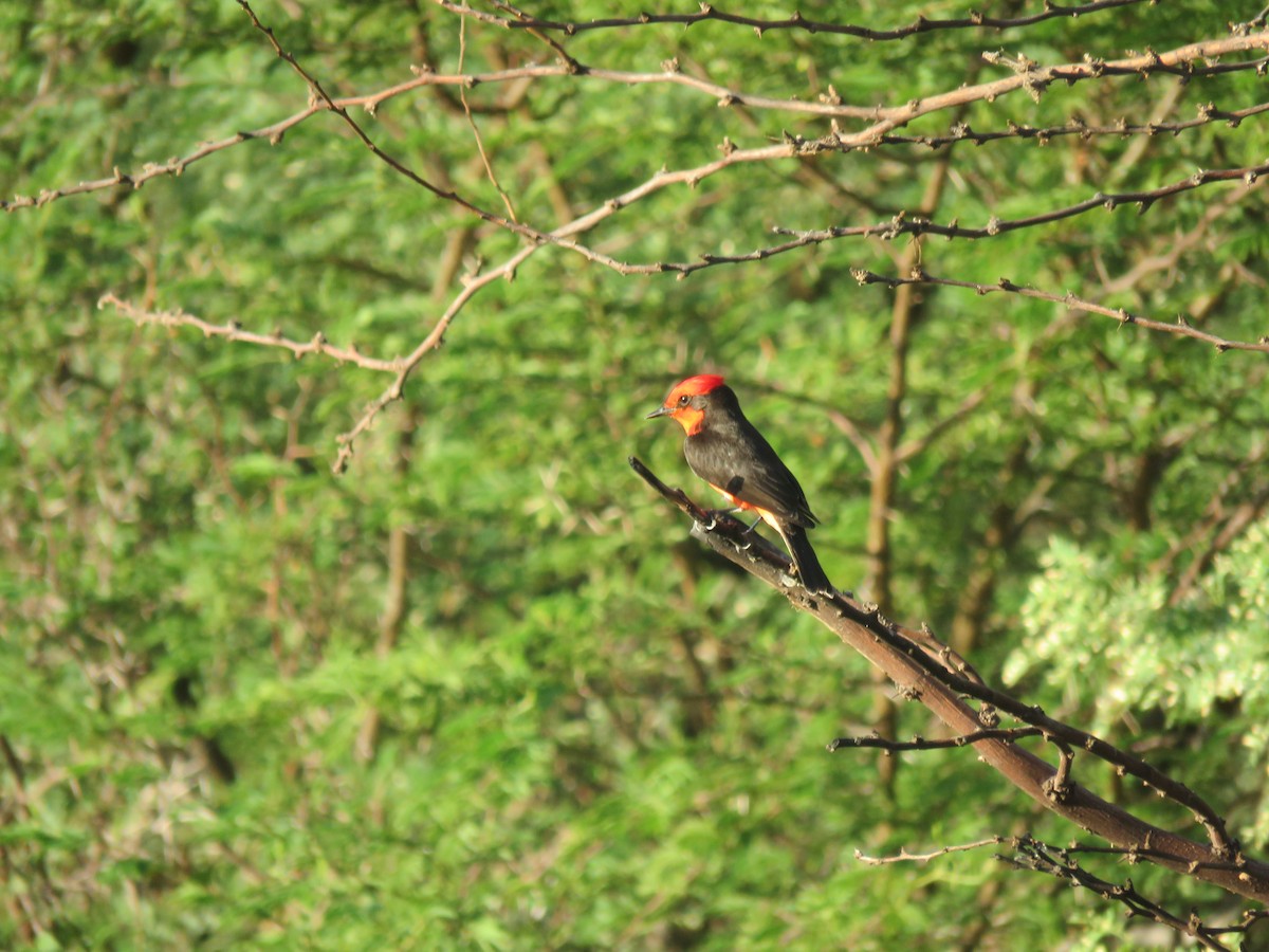 Vermilion Flycatcher - ML609734238