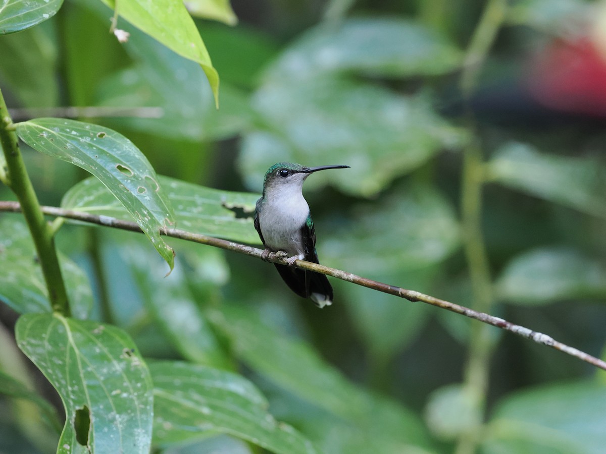 Fork-tailed Woodnymph - george parker