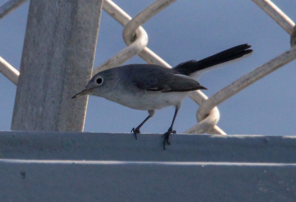 Blue-gray Gnatcatcher - ML609734280