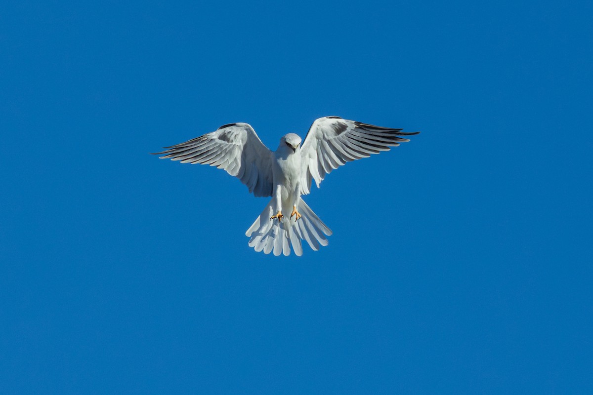 White-tailed Kite - Barry Rowan