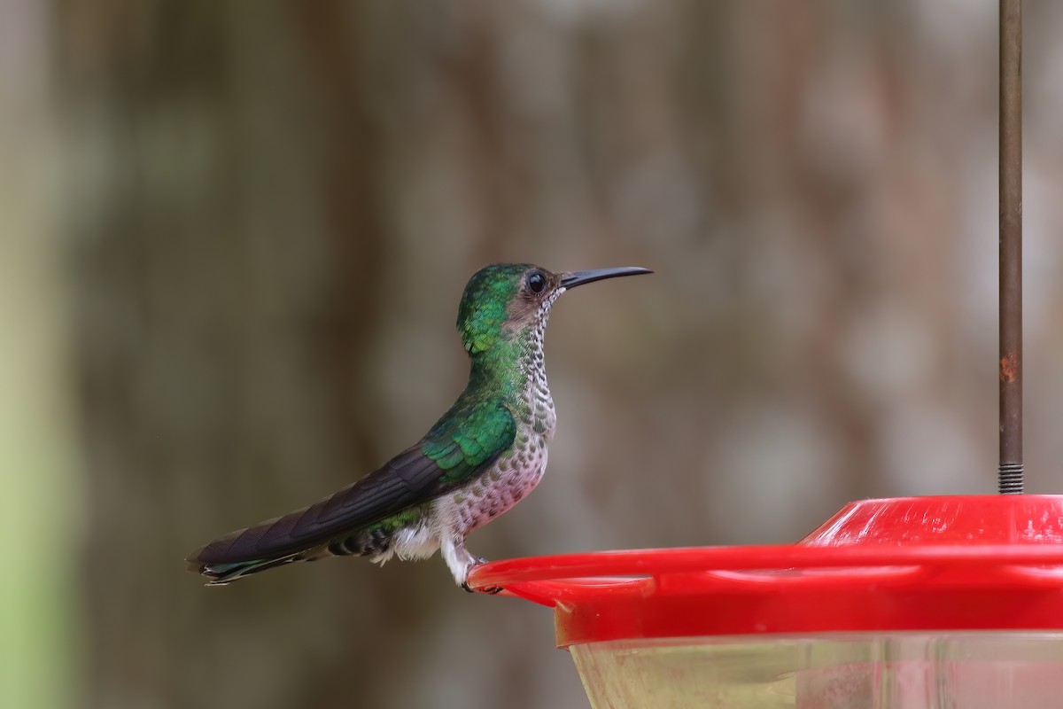 Blue-chested Hummingbird - Greg Scyphers