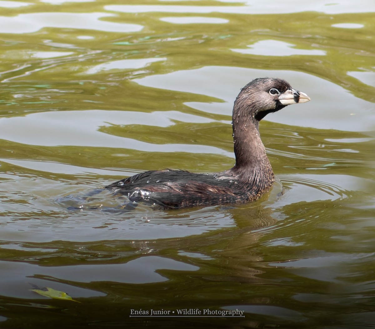 Pied-billed Grebe - ML609734442