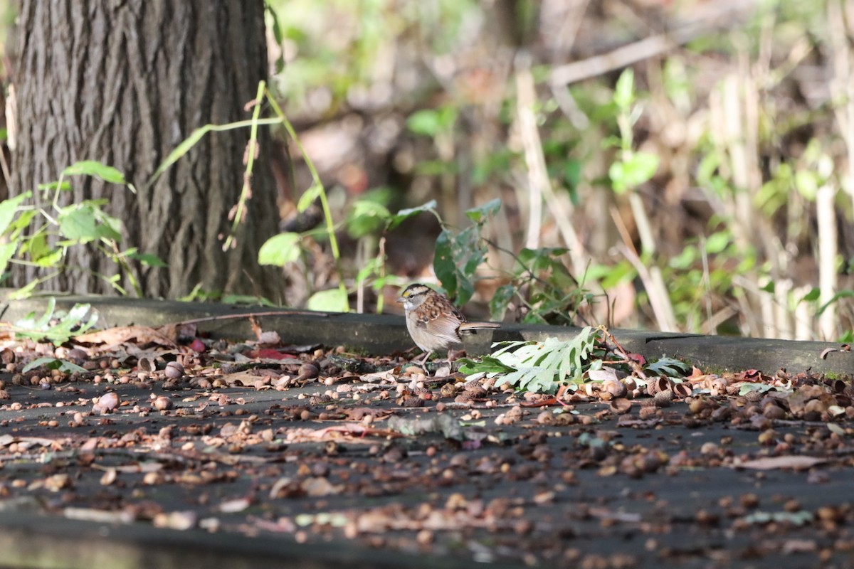 White-throated Sparrow - ML609734453