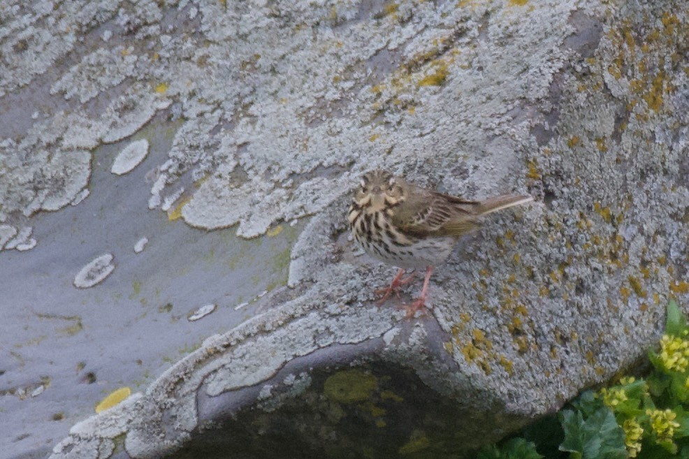 Olive-backed Pipit - ML609734502