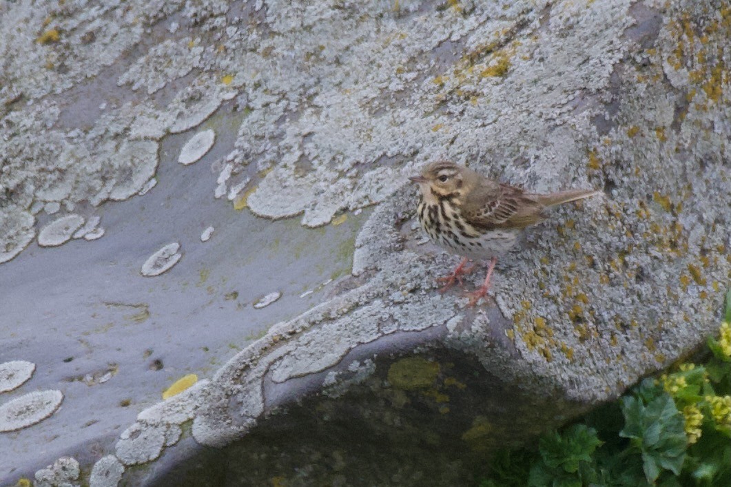 Olive-backed Pipit - ML609734503