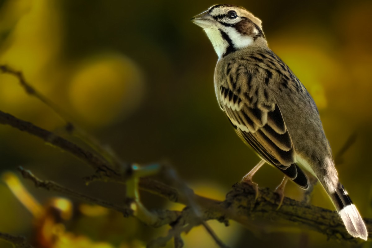 Lark Sparrow - ML609734606