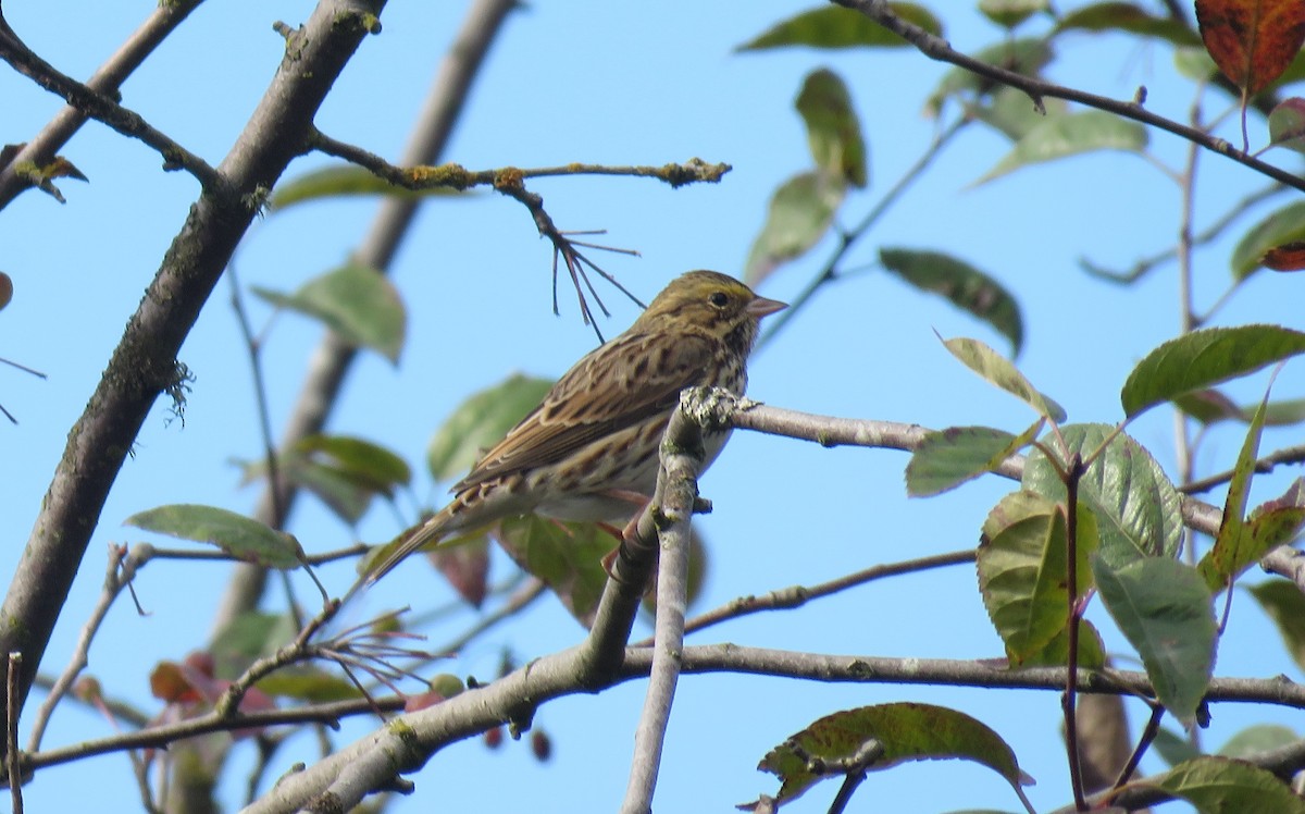 Savannah Sparrow (Savannah) - ML609734735