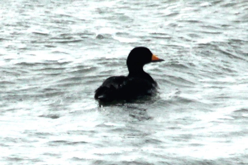 Black Scoter - ML609734739