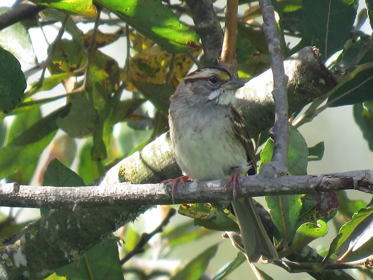 White-throated Sparrow - ML609734819