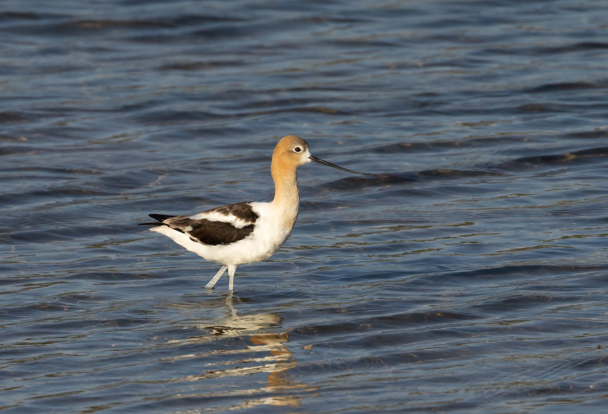 Avoceta Americana - ML609734906