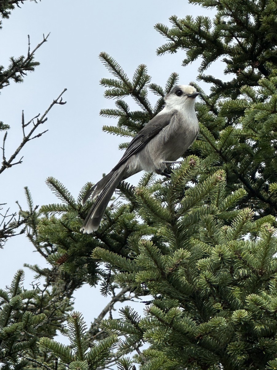 Canada Jay - ML609735021