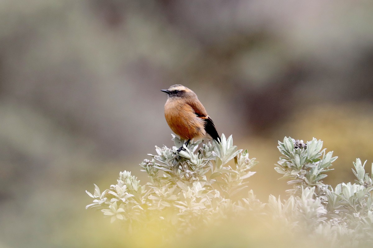 Brown-backed Chat-Tyrant - Stephen Gast