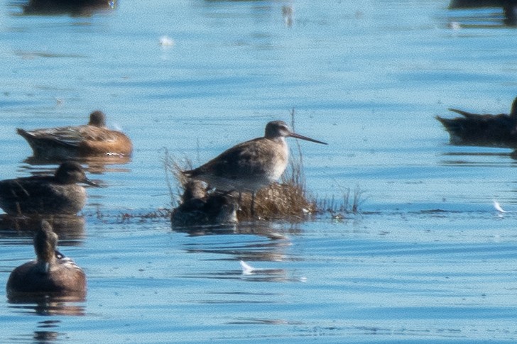 Hudsonian Godwit - Chris McDonald