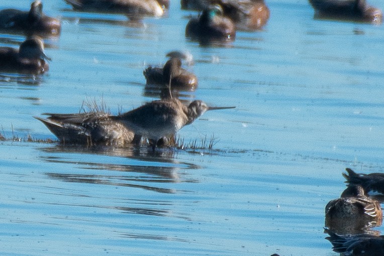 Hudsonian Godwit - Chris McDonald