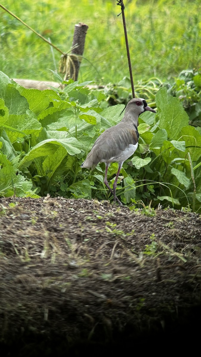 Southern Lapwing - ML609735158