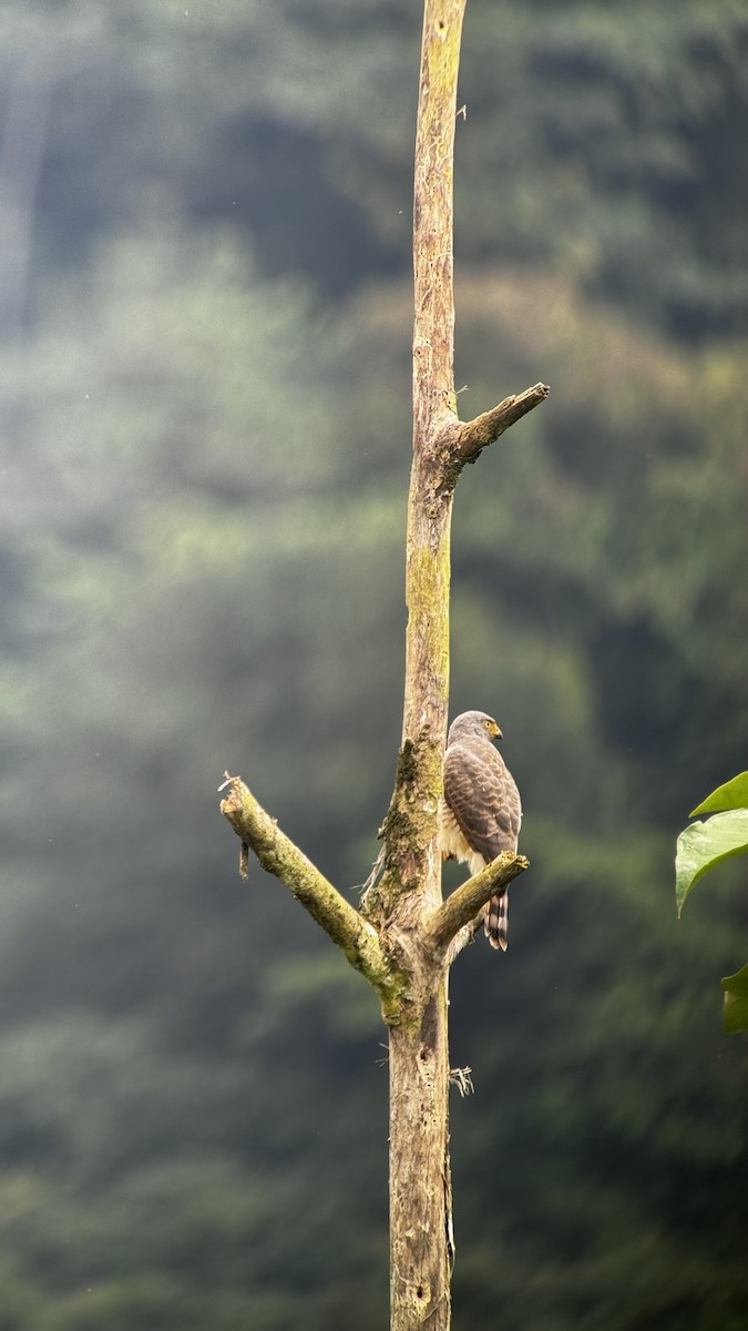 Roadside Hawk - ML609735168