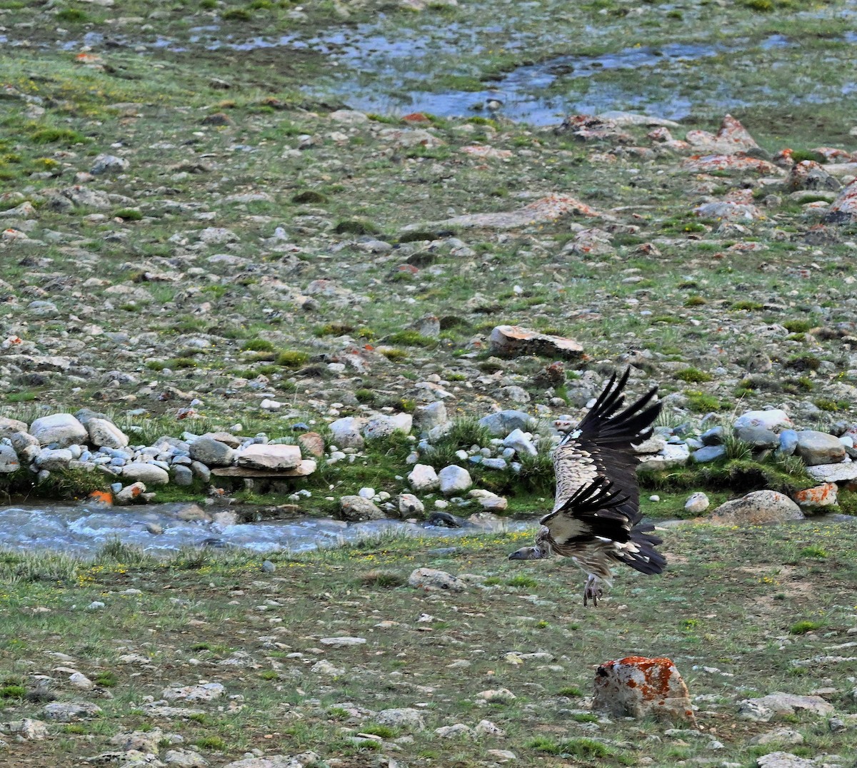 Himalayan Griffon - ML609735182