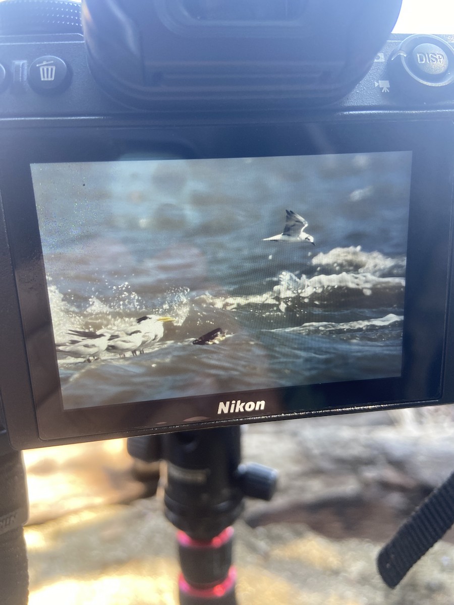 Gull-billed/Australian Tern - ML609735255