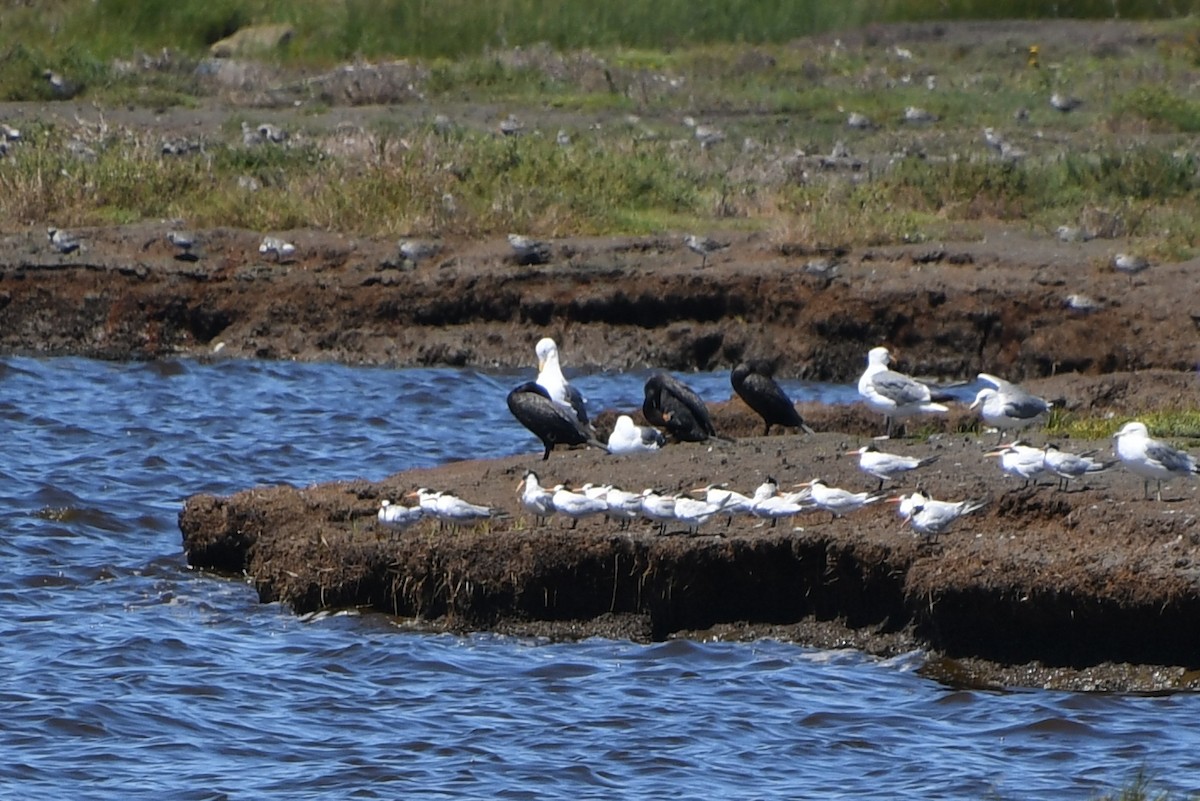 Elegant Tern - Marena Tynan La Fontaine