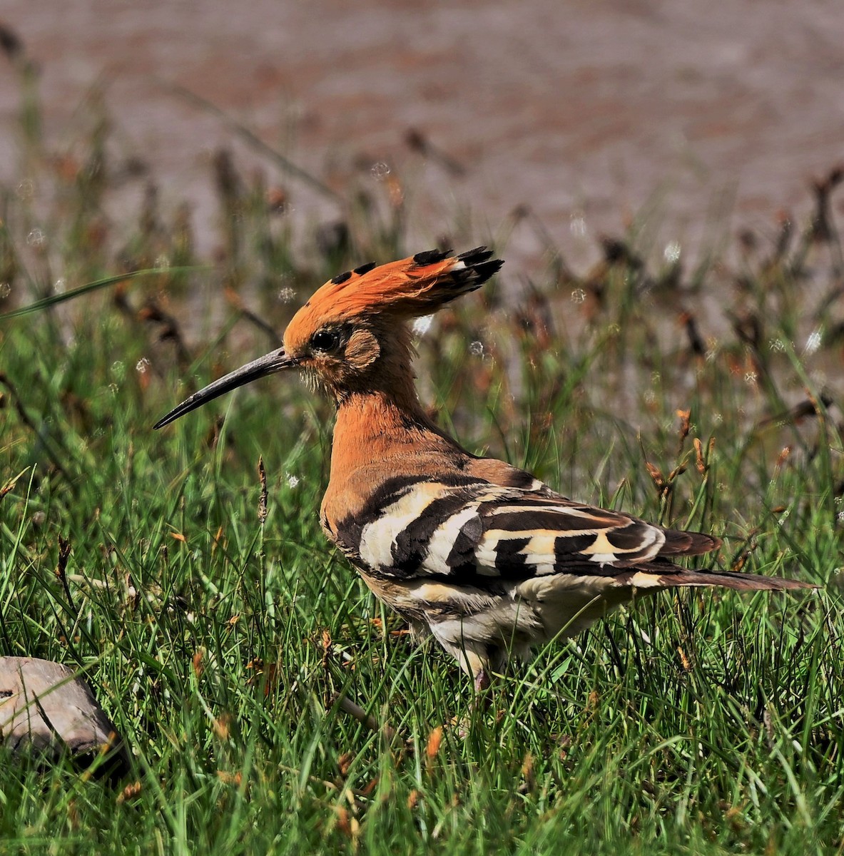 Eurasian Hoopoe - ML609735330