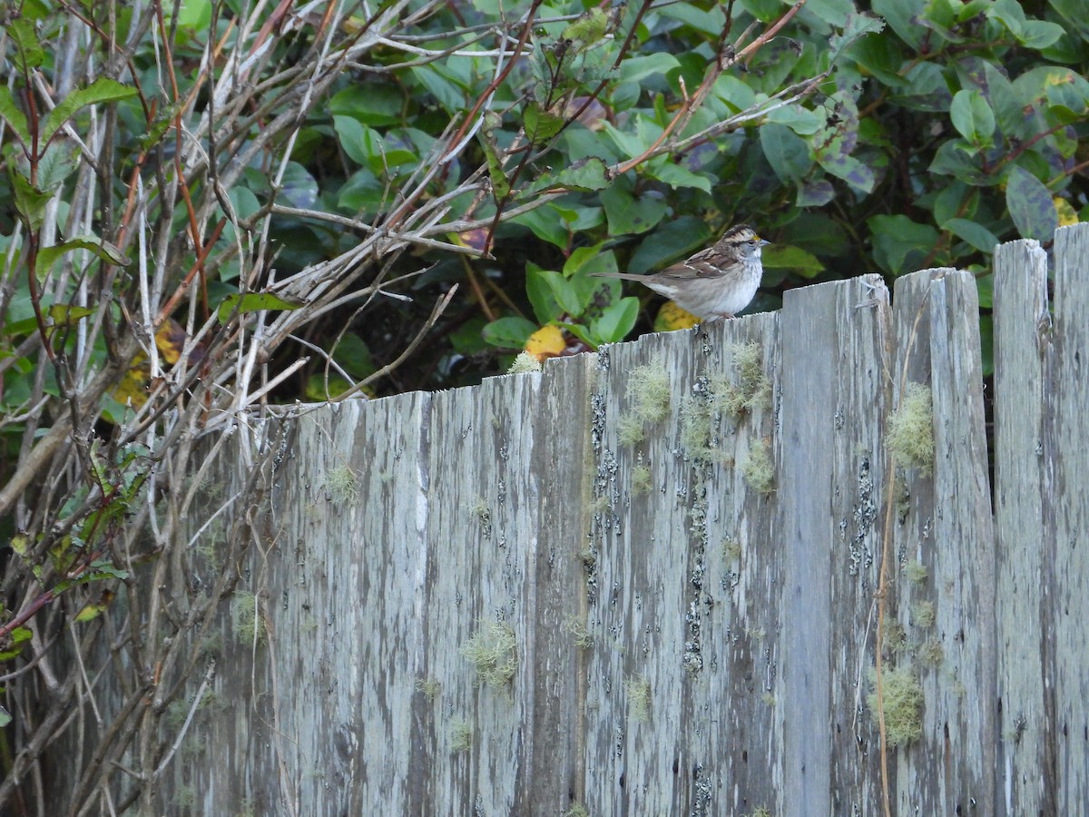 White-throated Sparrow - ML609735334