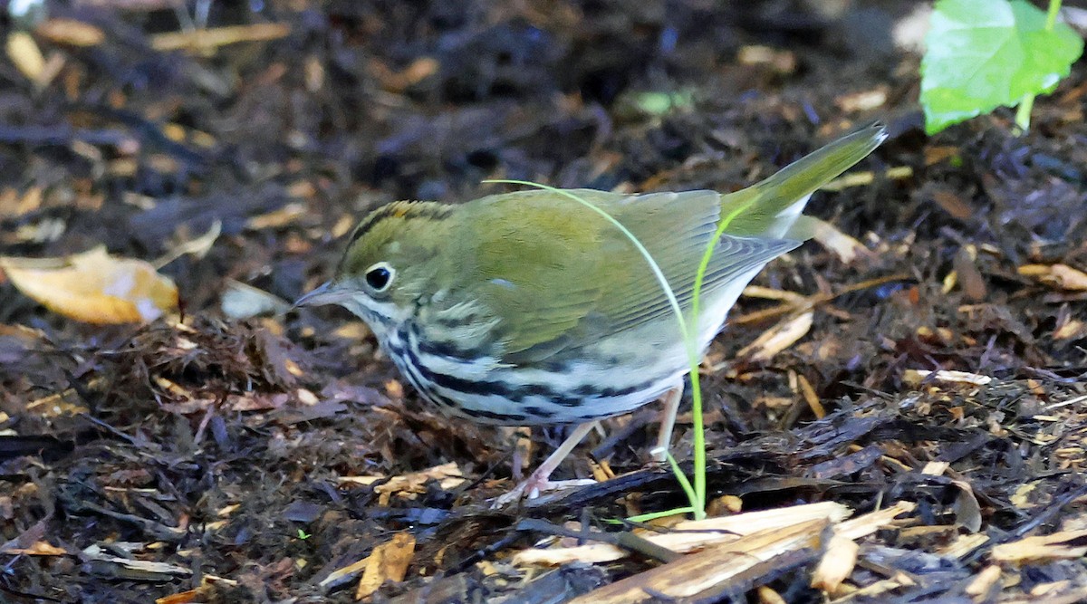 Ovenbird - ML609735487