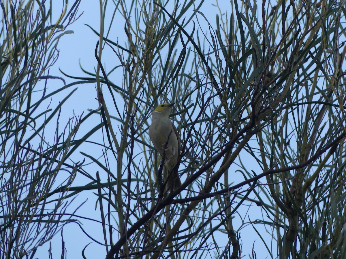 White-plumed Honeyeater - Andrew Sides