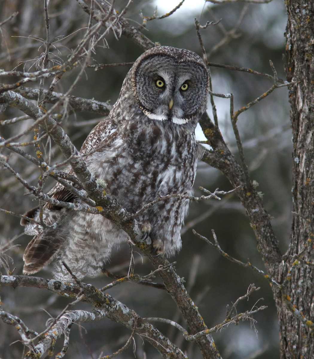 puštík vousatý - ML609735546