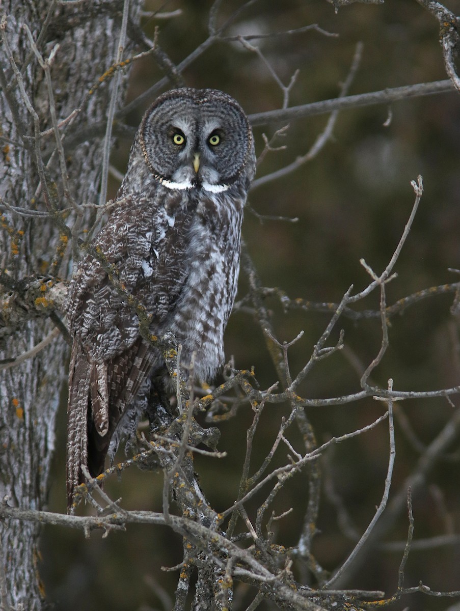 Great Gray Owl - ML609735554