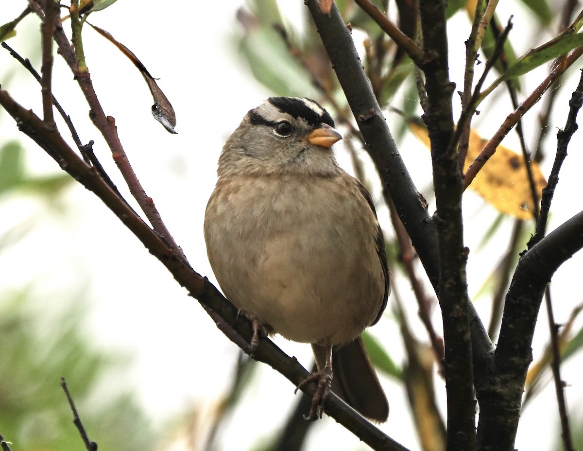 White-crowned Sparrow - ML609735681