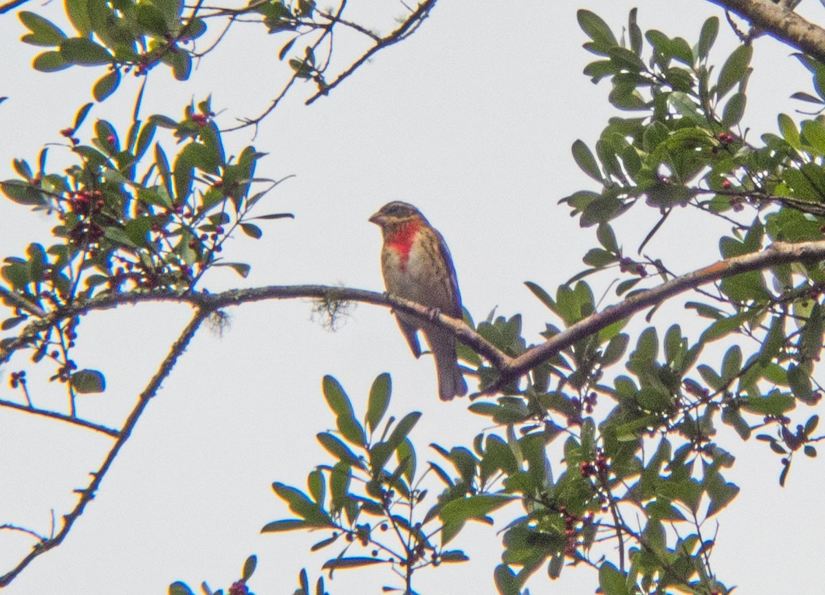 Rose-breasted Grosbeak - Neil D