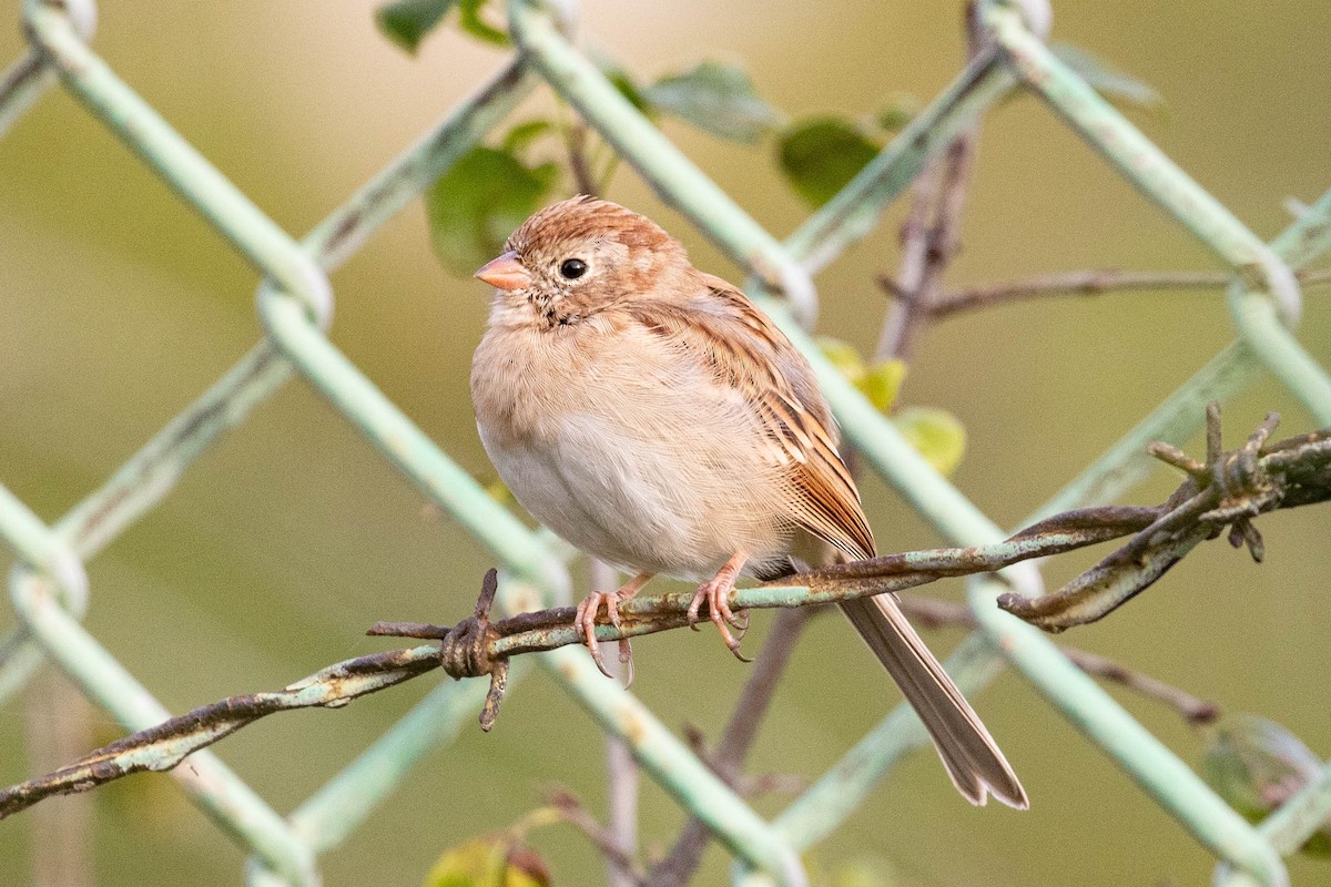 Field Sparrow - Xiaoni Xu