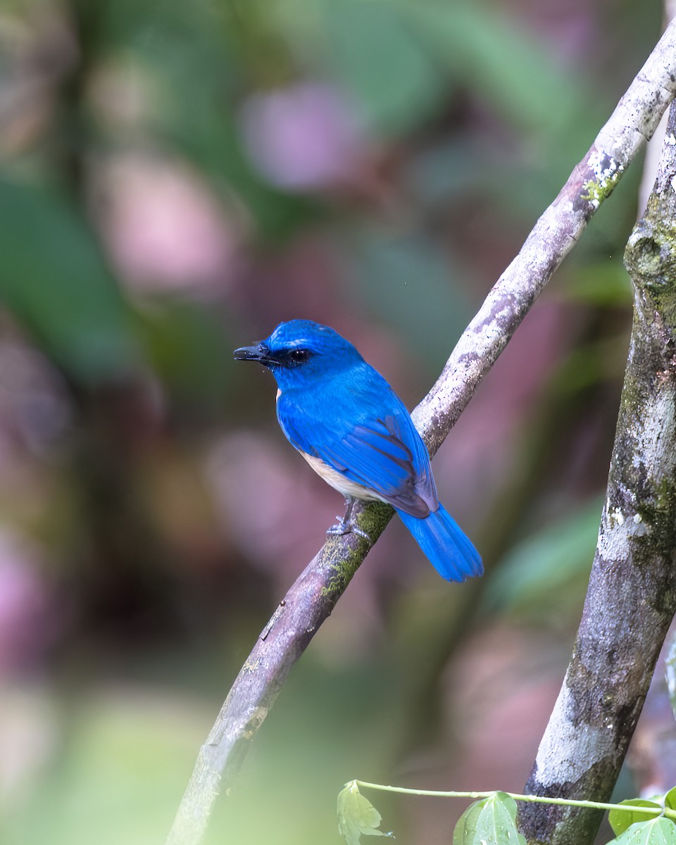 Malaysian Blue Flycatcher - ML609735870