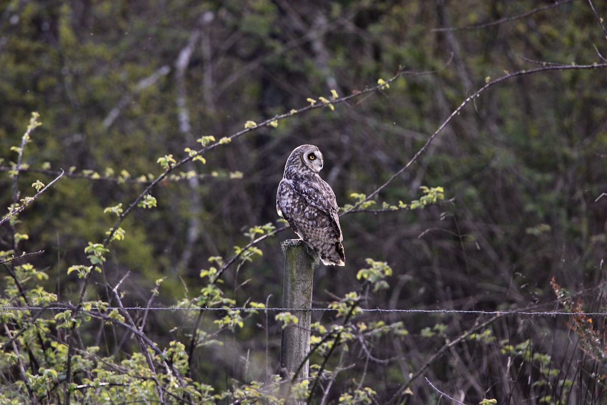 Short-eared Owl - Raimundo Viteri Delmastro