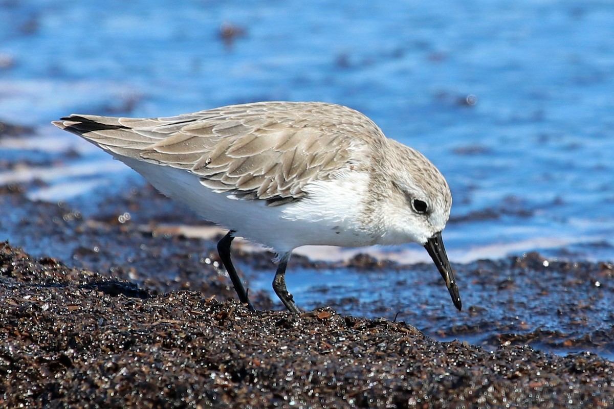 Bergstrandläufer - ML609735925