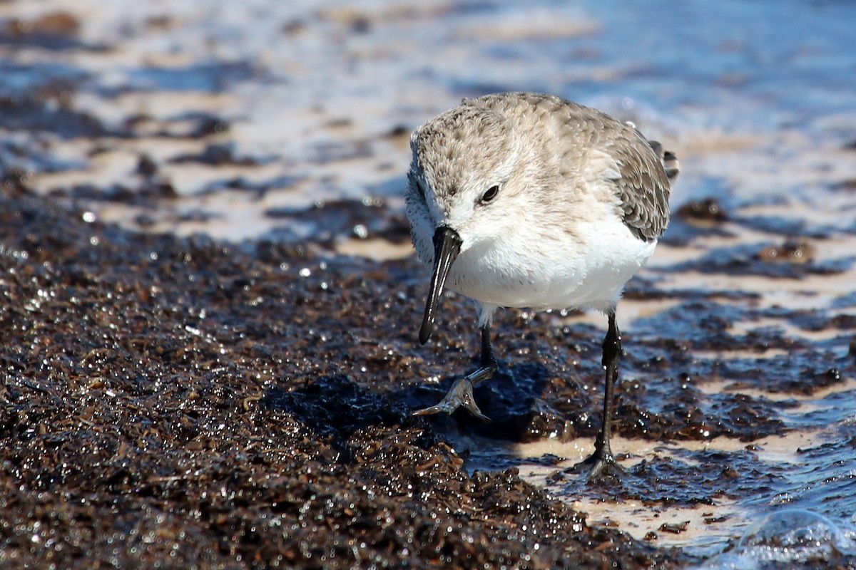 Bergstrandläufer - ML609735926